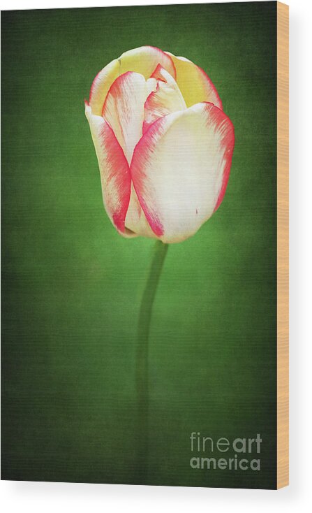 Beauty Of Spring Wood Print featuring the photograph Beauty of Spring Tulip Delight by Anita Pollak