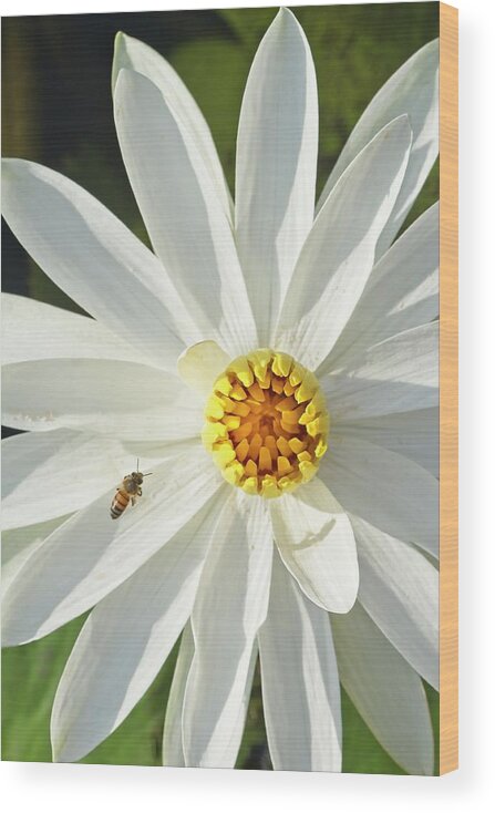 Bee Wood Print featuring the photograph Bee Approach by Paul Rebmann