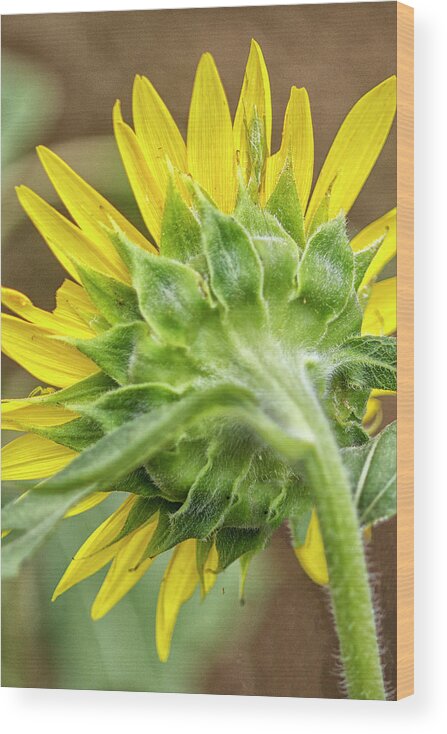 Sunflower Wood Print featuring the photograph Behind a Sunflower in North Carolina by Bob Decker
