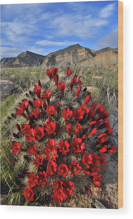 Claret Cup Cactus Wood Print featuring the photograph Best Claret Cup Ever by Ray Mathis