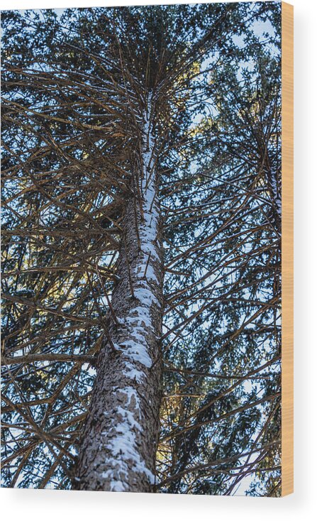 Pine Wood Print featuring the photograph Beyond the Pine by Kim Sowa