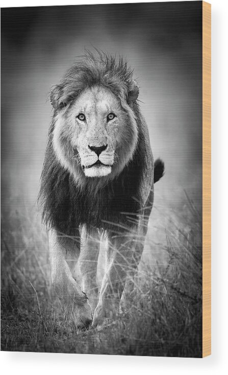 Lion Wood Print featuring the photograph Big Cats of Africa - Lion, Maasai Mara Kenya by Stu Porter