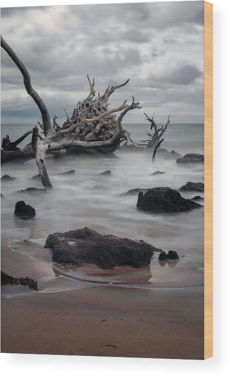 Driftwood Wood Print featuring the photograph Big Talbot Island by Carolyn Hutchins