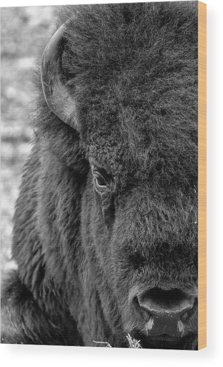 Bison Wood Print featuring the photograph Bison by Holly Ross
