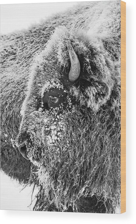 Bison Wood Print featuring the photograph Bison portrait by D Robert Franz