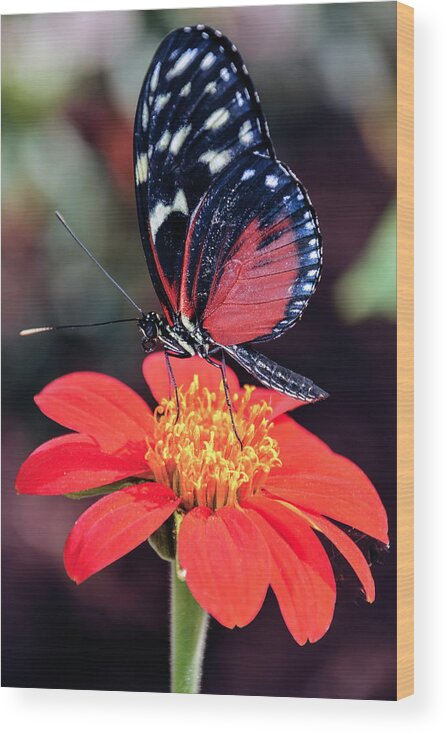 Black Wood Print featuring the photograph Black and Red Butterfly on Red Flower by WAZgriffin Digital