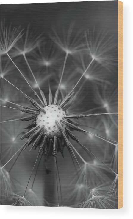 Mountain Wood Print featuring the photograph Black and White Dandelion by Go and Flow Photos