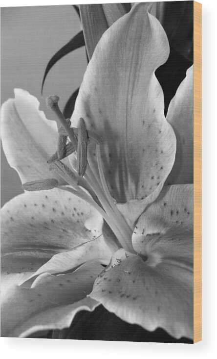 Lily Wood Print featuring the photograph Black and White Lily 1 by Amy Fose