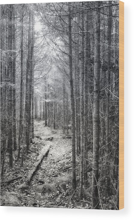 B&w Wood Print featuring the photograph Black and White Northern Maine Trail by Russel Considine