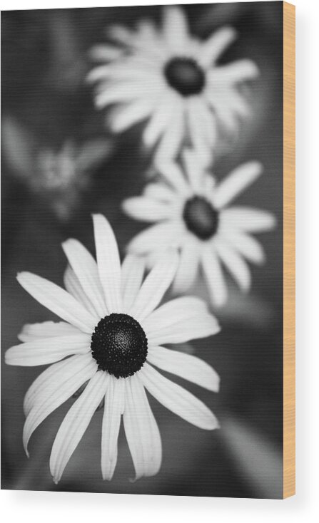 Black And White Wood Print featuring the photograph Black and White Susans by Christina Rollo
