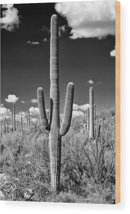 Arizona Wood Print featuring the photograph Black Arizona Series - Saguaro Cactus II by Philippe HUGONNARD