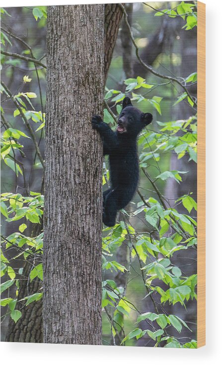 Black Bear Cub Wood Print featuring the photograph Black bear cub mouth open climbing up tree trunk by Dan Friend