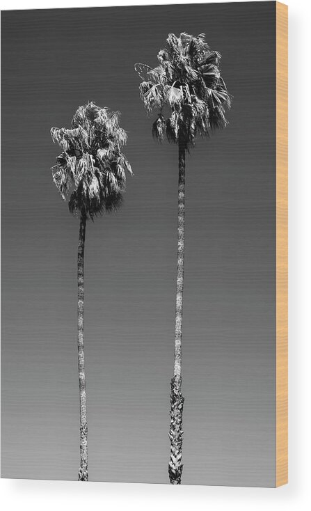 Palm Trees Wood Print featuring the photograph Black California Series - Beverly Hills Palm Trees by Philippe HUGONNARD