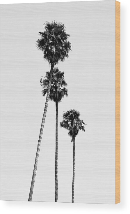 Palm Trees Wood Print featuring the photograph Black California Series - Hollywood Palm Trees by Philippe HUGONNARD