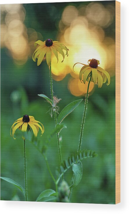 Coneflower Wood Print featuring the photograph Black Eyed Susan Coneflower Sunset with mosquito by Peter Herman