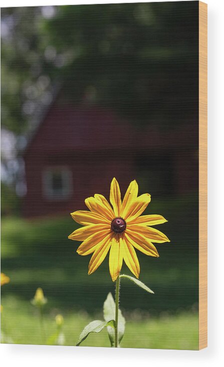 North Carolina (nc) Wood Print featuring the photograph Black-Eyed Susan Shines Brightly by Charles Floyd