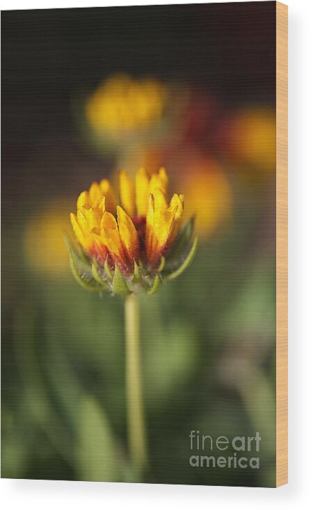 Tickseed Wood Print featuring the photograph Blanket flower Bud Bright by Joy Watson
