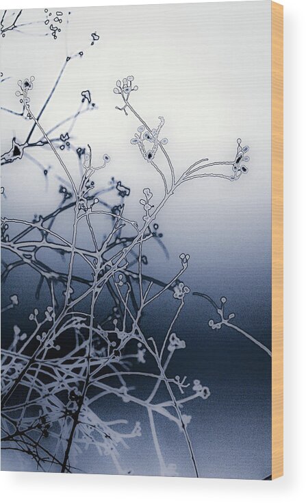 Branches Wood Print featuring the digital art Blue Abstract of Branches by W Craig Photography