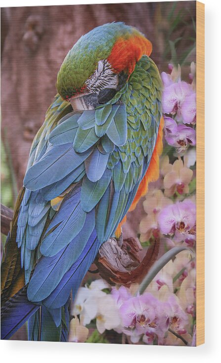 Macaw Wood Print featuring the photograph Blue and Yellow Macaw by Sally Bauer