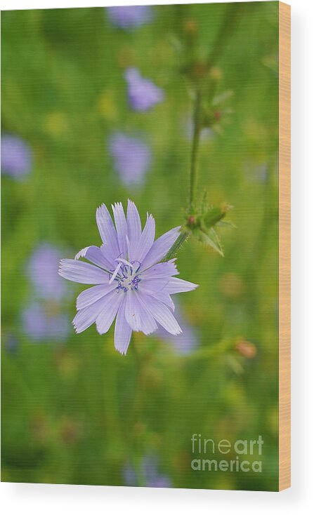 Wildflower Wood Print featuring the photograph Blue Chicory Wildflower by Claudia Zahnd-Prezioso