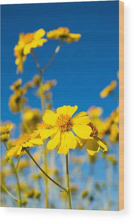 Flower Wood Print featuring the photograph Blue Sky and Brittlebush by Bonny Puckett