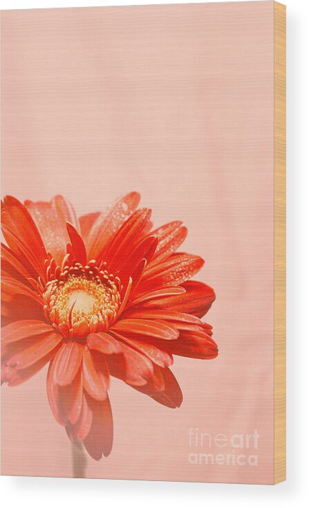 Flowers Wood Print featuring the photograph Blush by Ella Kaye Dickey