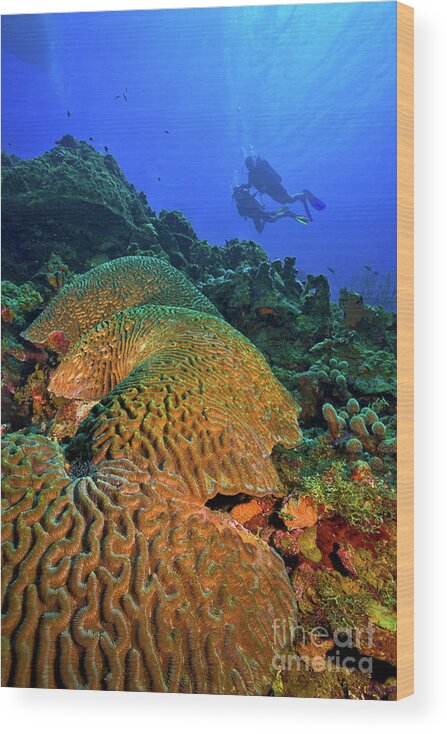 Bonaire Wood Print featuring the photograph Bonaire Brain Coral with Divers UW9888 by Mark Graf