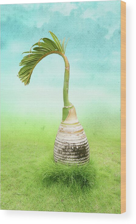 Bottle Palm Tree Wood Print featuring the photograph Bottle Palm Tree by La Moon Art