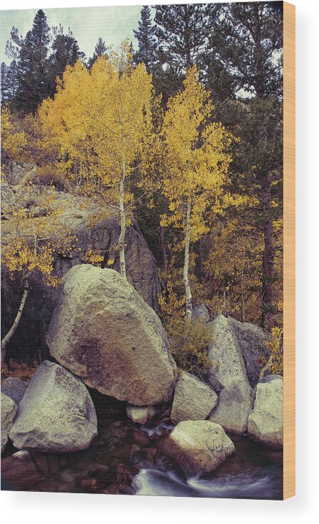 Sierra Autumn Colors Wood Print featuring the photograph Boulders and Aspens - Sierra Autumn by Ram Vasudev