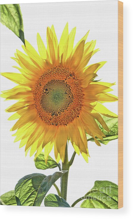 Sunflower Wood Print featuring the photograph Bright Yellow Sunflower by Vivian Krug Cotton