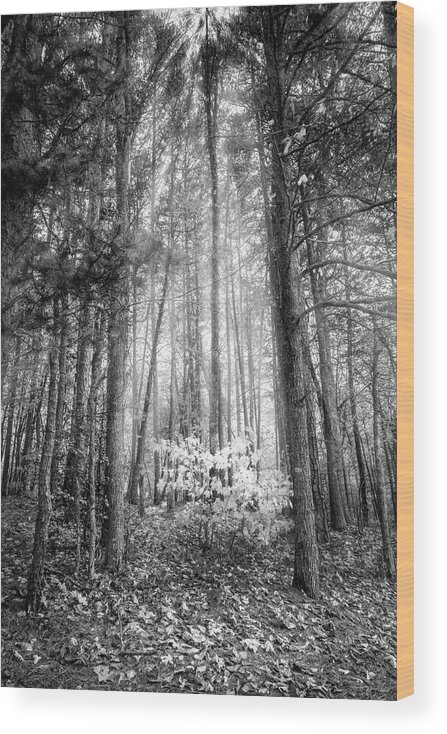 Black Wood Print featuring the photograph Brilliant Autumn Black and White by Debra and Dave Vanderlaan