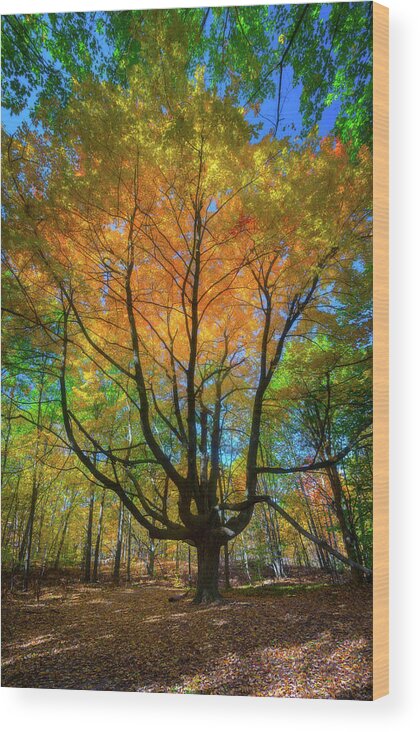 Michigan Wood Print featuring the photograph Brilliant Autumn Colors by Owen Weber
