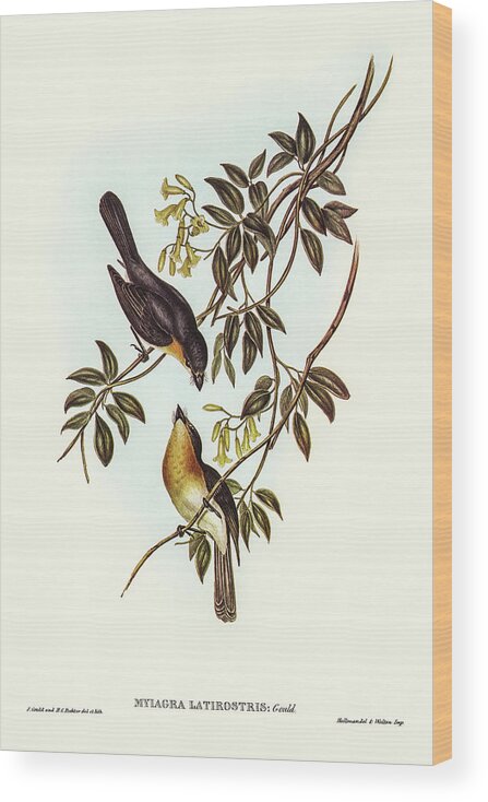 Broad-billed Flycatcher Wood Print featuring the drawing Broad-billed Flycatcher, Myiagra latirostris by John Gould