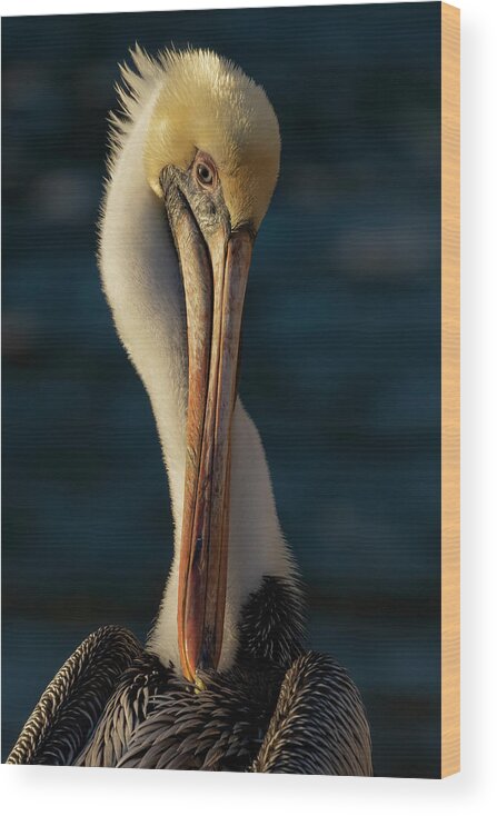 Birds Wood Print featuring the photograph Brown Pelican Portrait by RD Allen