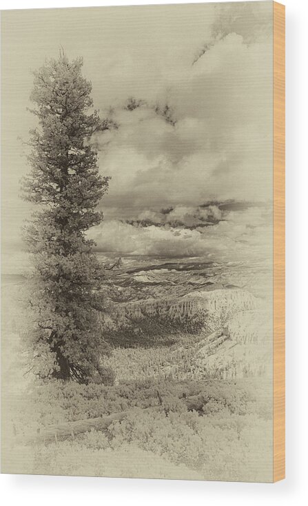 Bryce Wood Print featuring the photograph Bryce Canyon Overlook by Jim Cook