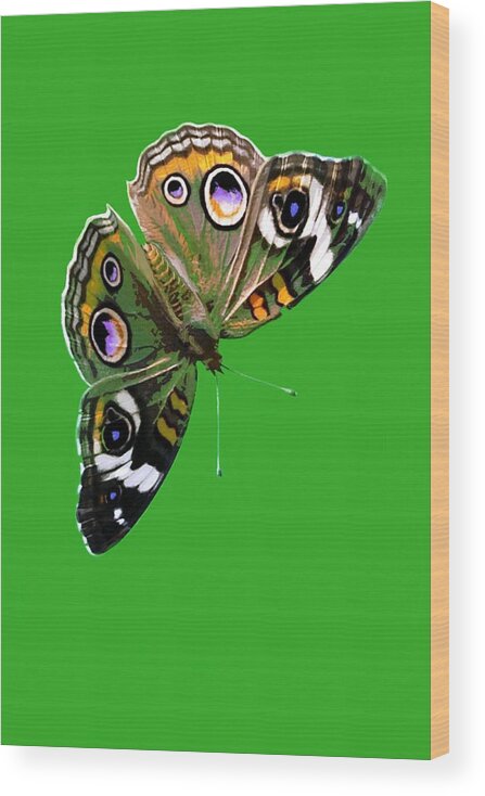 Nature Wood Print featuring the mixed media Buckeye Butterfly by Judy Cuddehe
