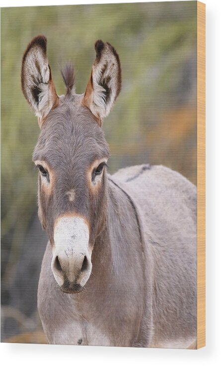 Wild Wood Print featuring the photograph Burro 2 by Mary Hone