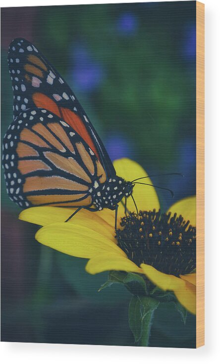 Mountain Wood Print featuring the photograph Butterfly Flower by Go and Flow Photos