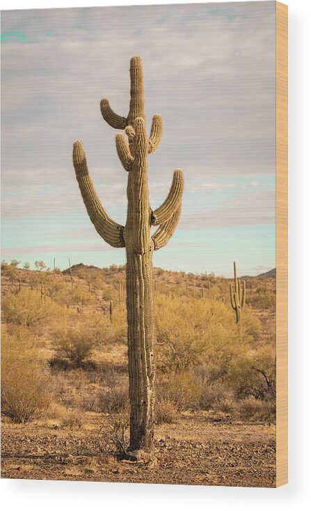 Landscape Wood Print featuring the photograph Cactus Bright by Go and Flow Photos