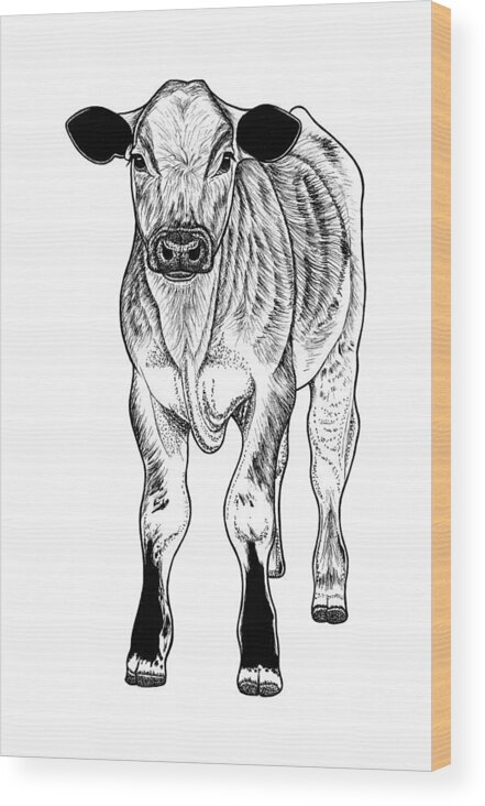 Calf Wood Print featuring the drawing Calf baby cow by Loren Dowding