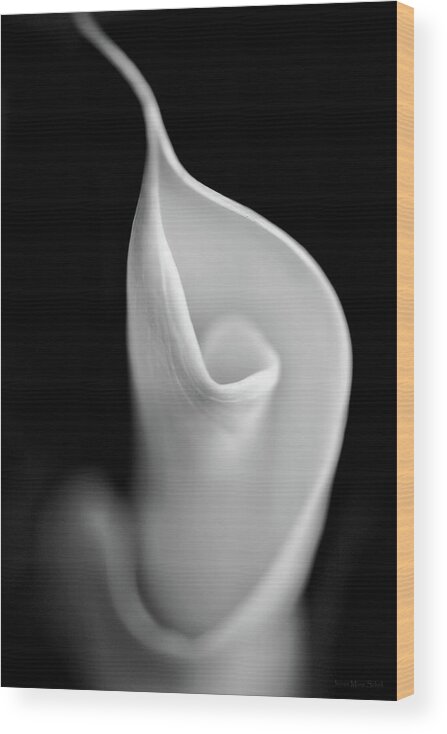 Calla Lily Wood Print featuring the photograph Calla Lily Flower the Beginning by Jennie Marie Schell