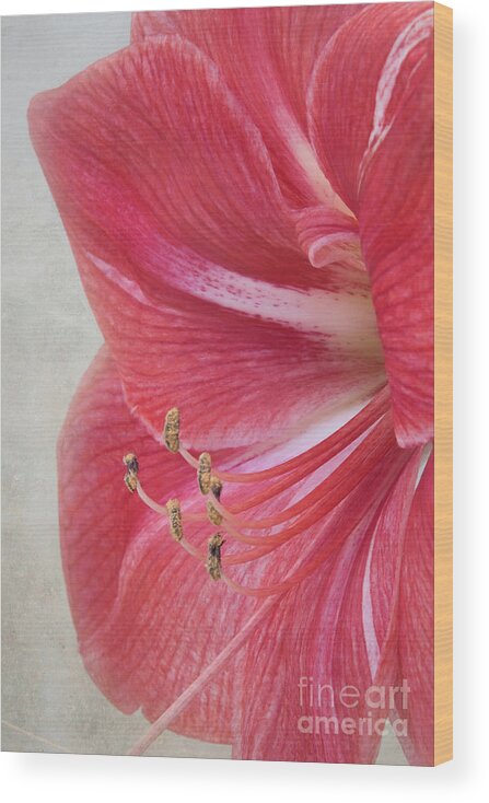 Candy Cane Wood Print featuring the photograph Candy Cane Amaryllis by Amy Dundon