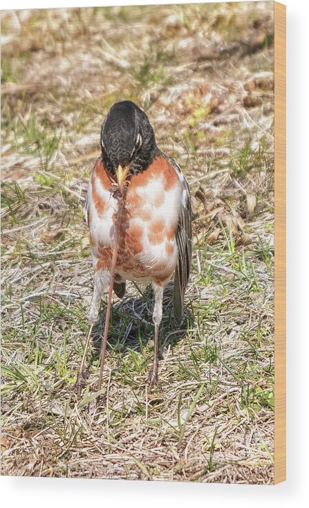 American Robin Wood Print featuring the photograph Catch Of The Day by Charline Xia