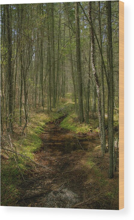 New Jersey Wood Print featuring the photograph Cedar Swamp in Wharton State Forest by Kristia Adams