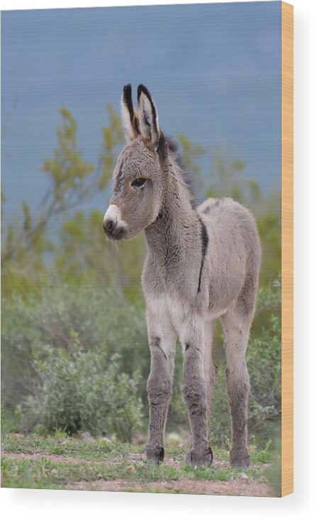 Wild Burro Wood Print featuring the photograph Checking out the World by Mary Hone