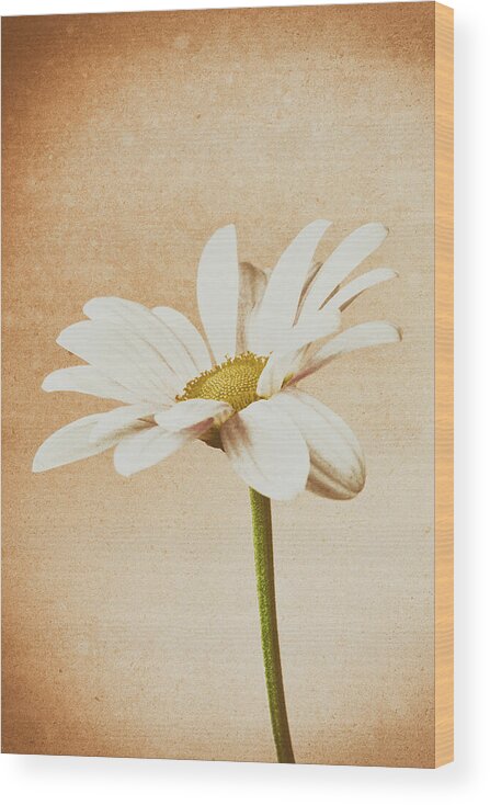 Flower Wood Print featuring the photograph Chrysanthemum Retro 2 by Tanya C Smith