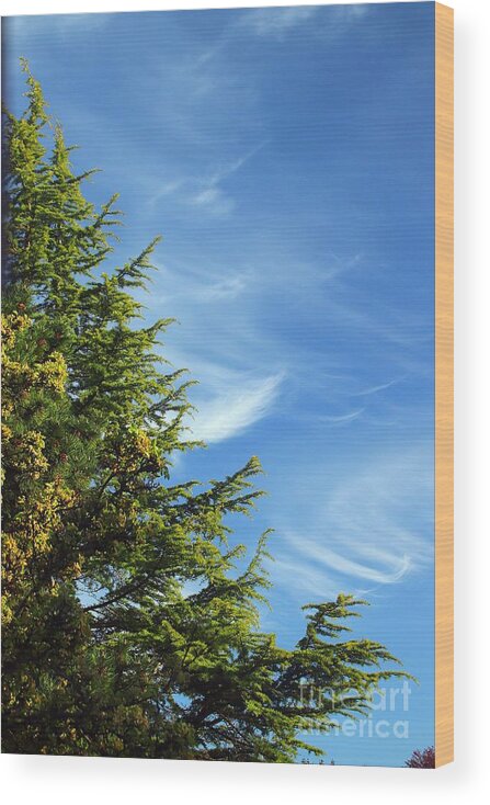 Clouds Wood Print featuring the photograph Clouds Imitating Trees by Kimberly Furey