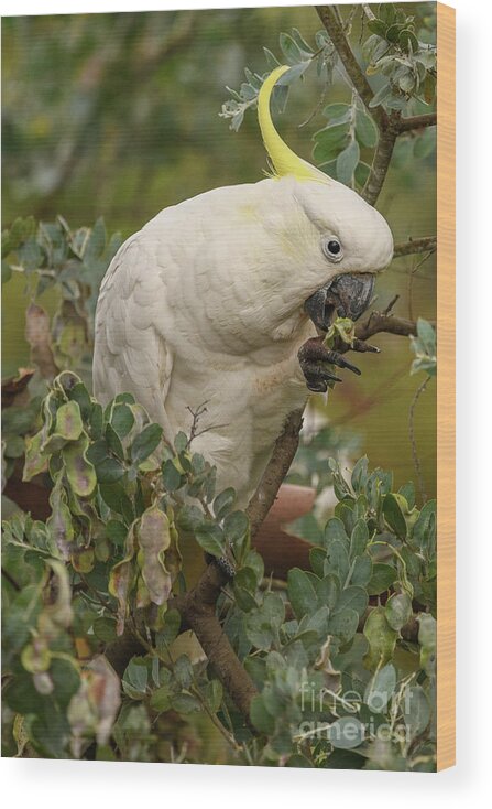 Wildlife Wood Print featuring the photograph Cockatoo 10 by Werner Padarin
