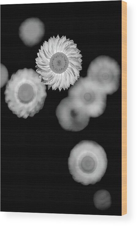 Beautiful Black And White Flower Wood Print featuring the photograph Cogs Of Life by Az Jackson