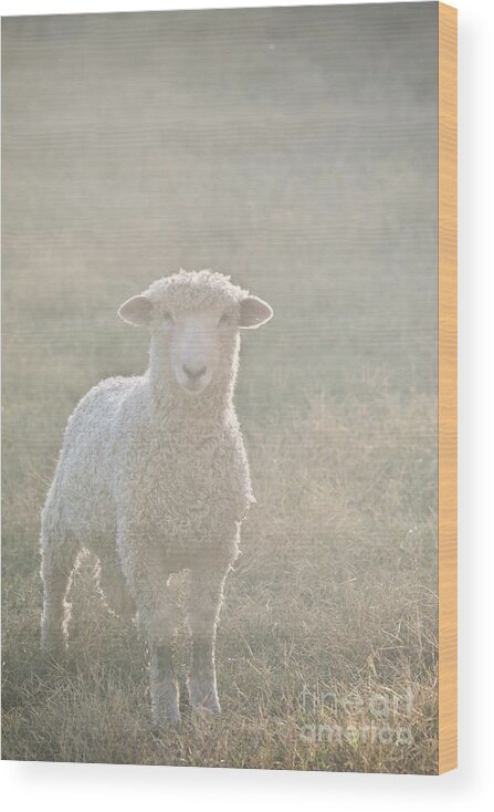 Colonial Williamsburg Wood Print featuring the photograph Colonial Sheep in Soft Light by Rachel Morrison